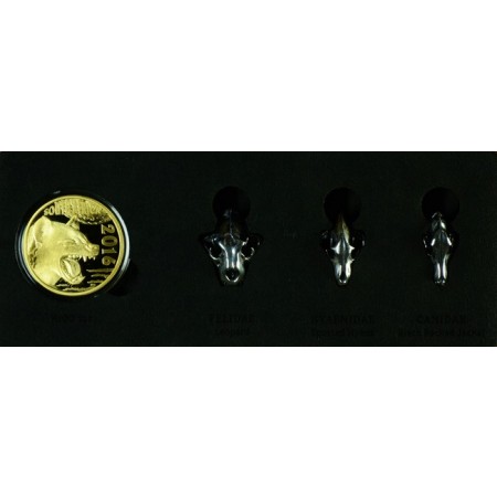 Zlatá minca Nočný lovec: Patchy Hyena