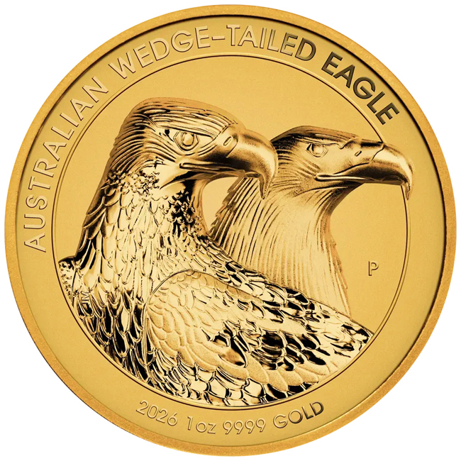 Australian Wedge-Tailed Eagle